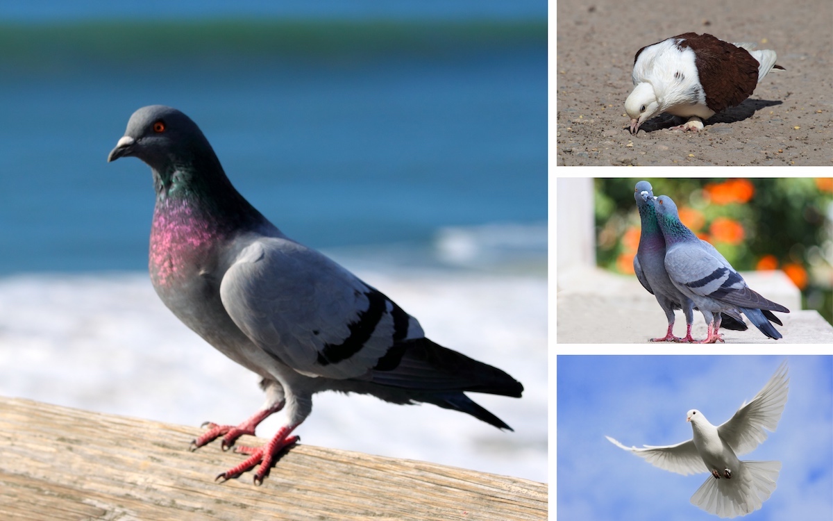 Read more about the article Pigeon Facts and Information